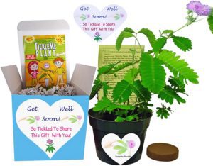 Get Well Gift Plant