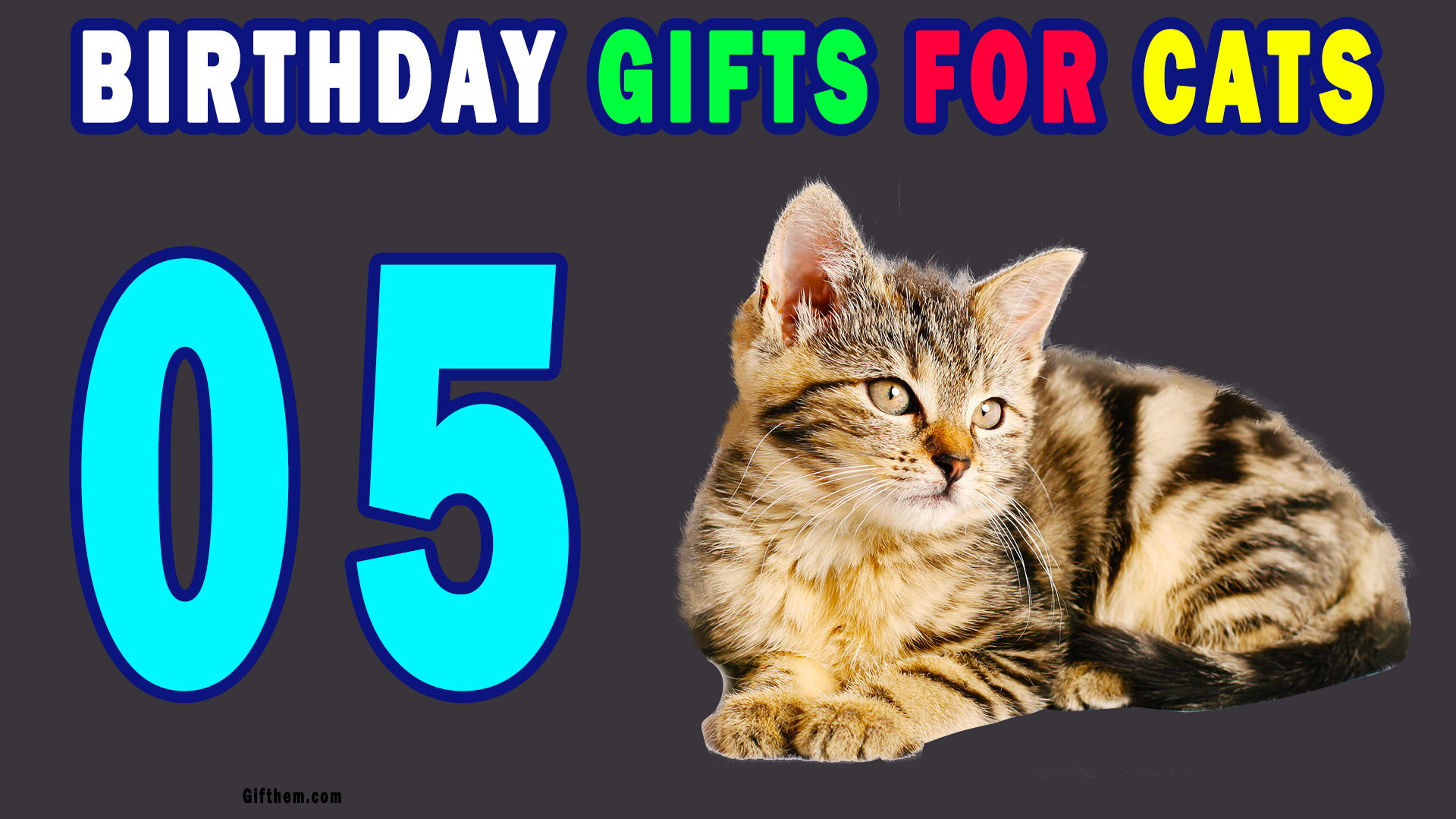 Birthday Gift Ideas For Cats